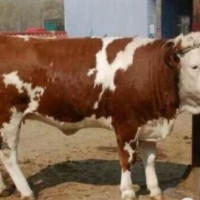 肉牛 西门塔尔牛，，500.600斤，长势快出肉率高