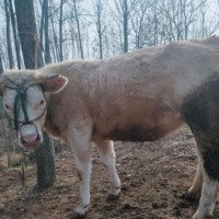 精品肉牛 1000-1400斤 公母混合 屠宰牛 12月龄